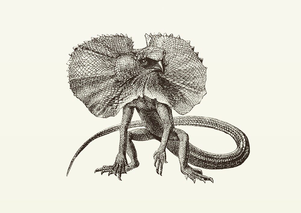 Animal Illustrations wood engraving, hawk lizard