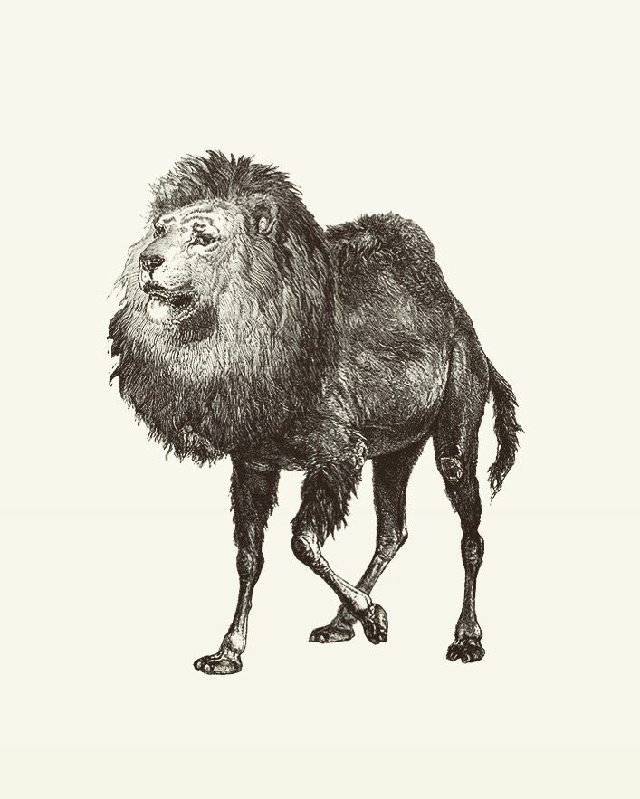 Animal Illustrations wood engraving, dromedary lion