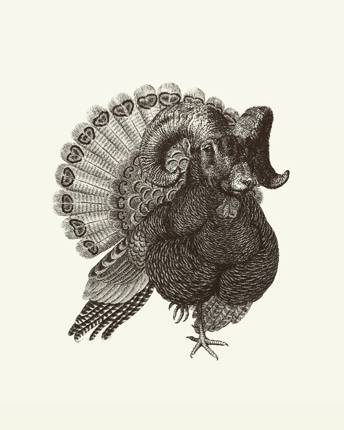 Animal Illustrations wood engraving, turkey ram