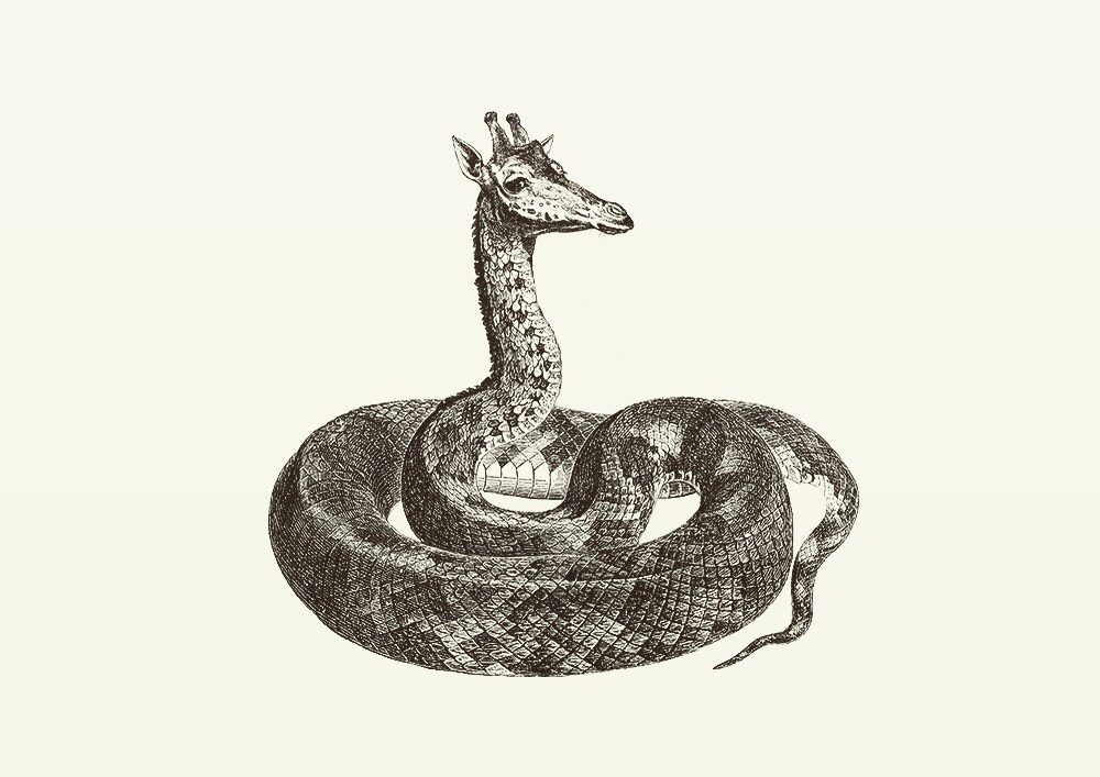 Animal Illustrations wood engraving, giraffe snake