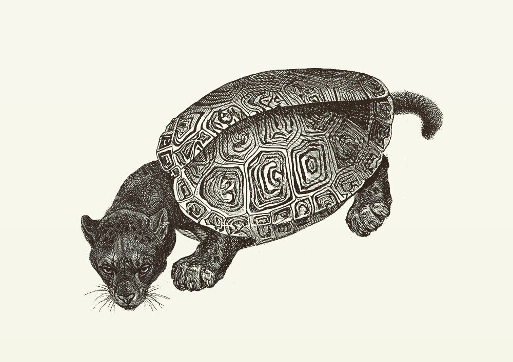 Animal Illustrations wood engraving, turtle panther