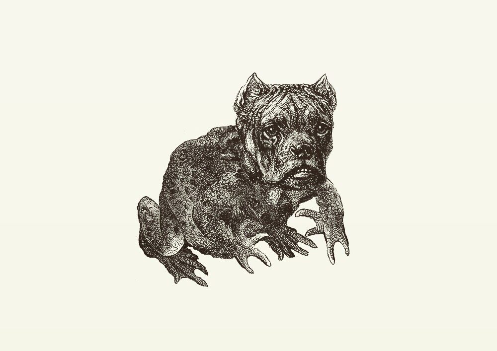 Animal Illustrations wood engraving, bulldog toad