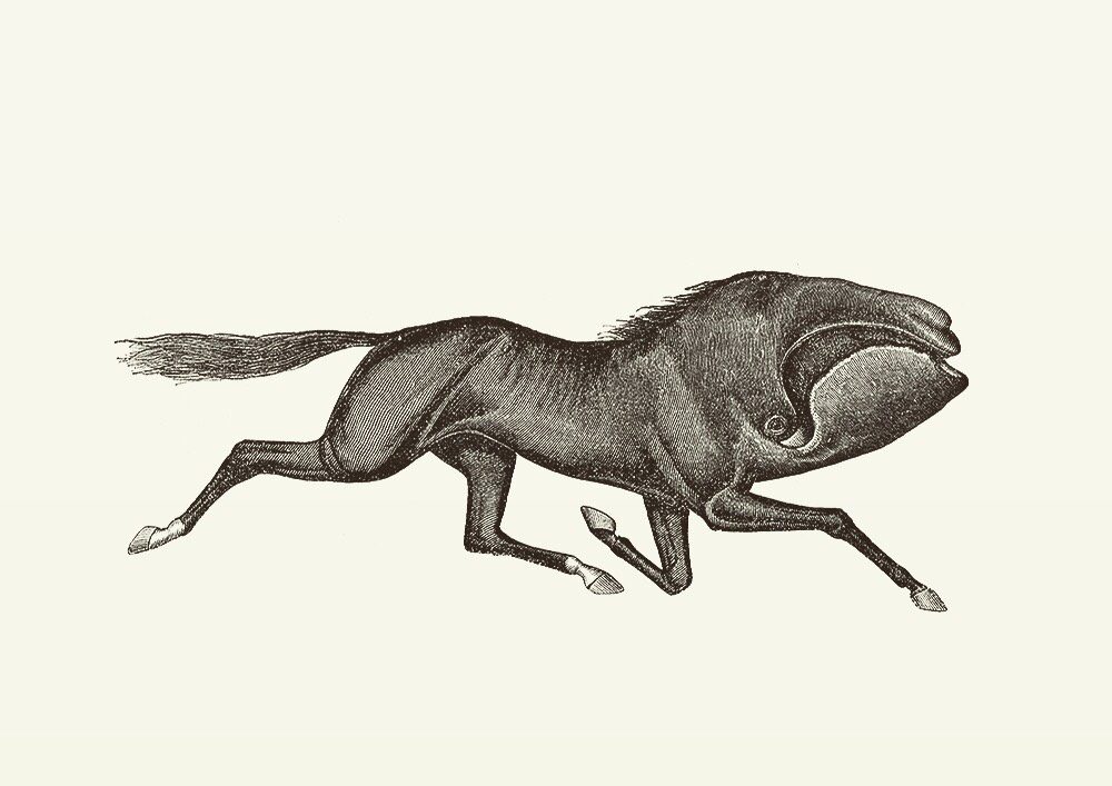 Animal Illustrations wood engraving, whale horse