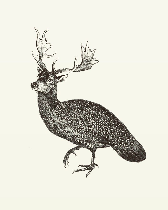 Animal Illustrations wood engraving, peacock, deer