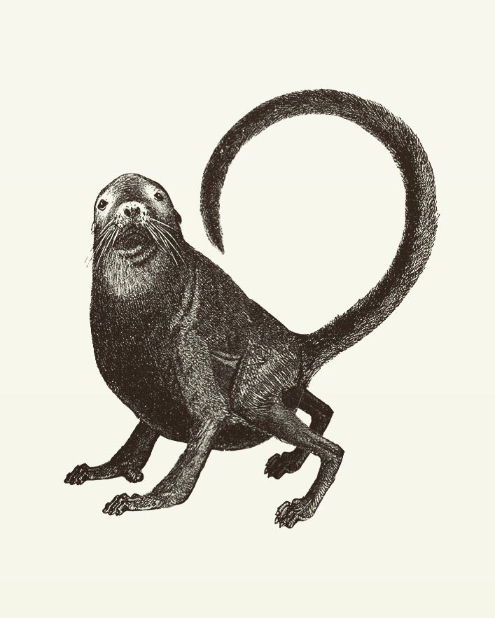 Animal Illustrations wood engraving, Monkey seal