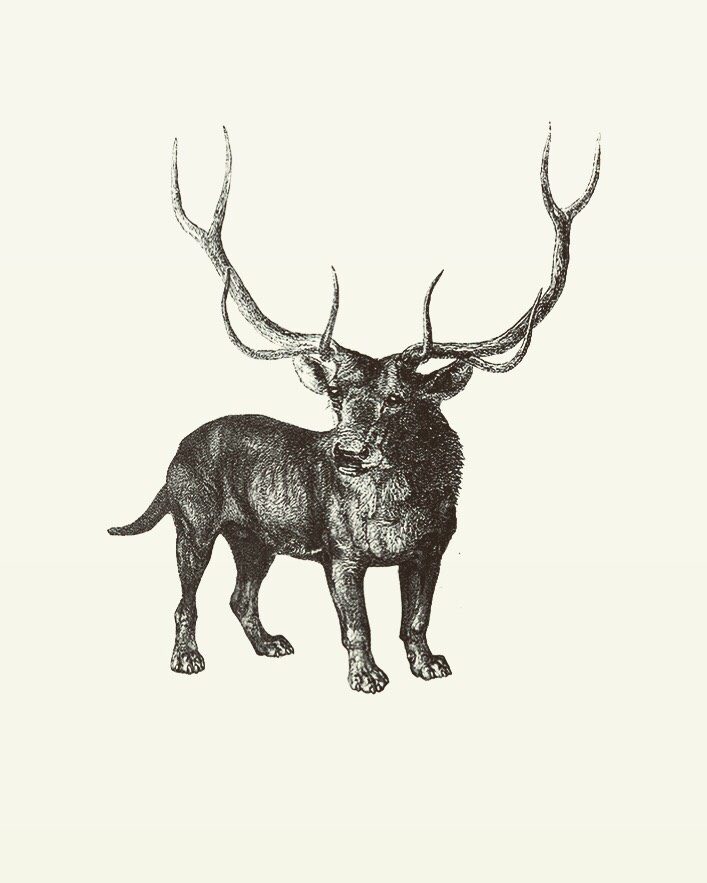 Animal Illustrations wood engraving, deer dog