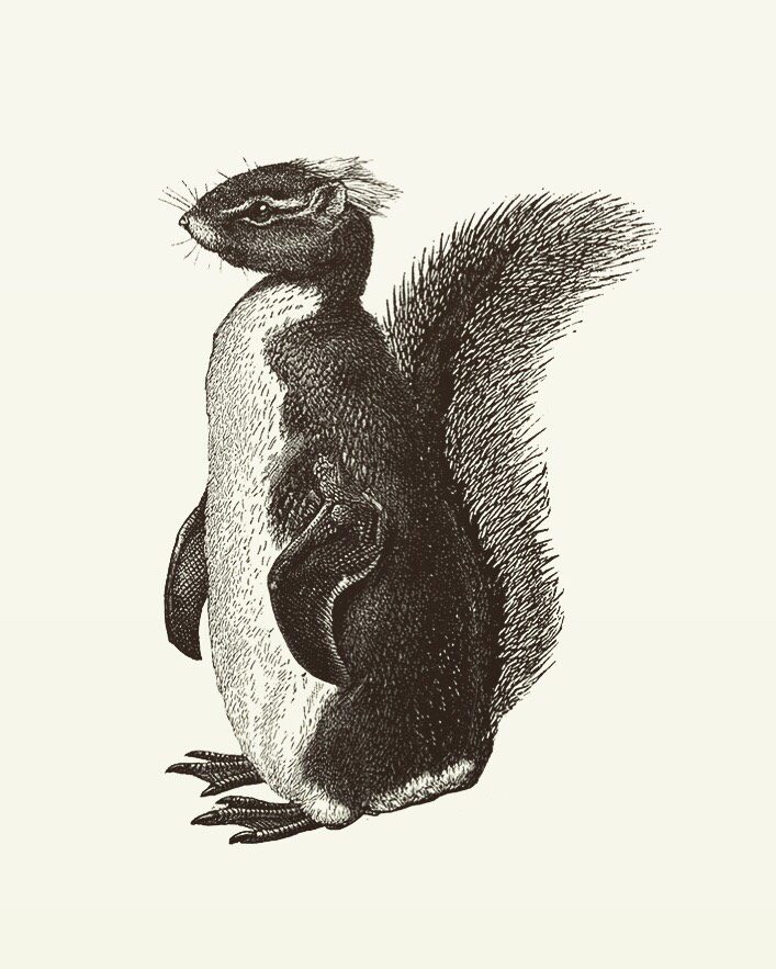 Animal Illustrations wood engraving, squirrel penguin