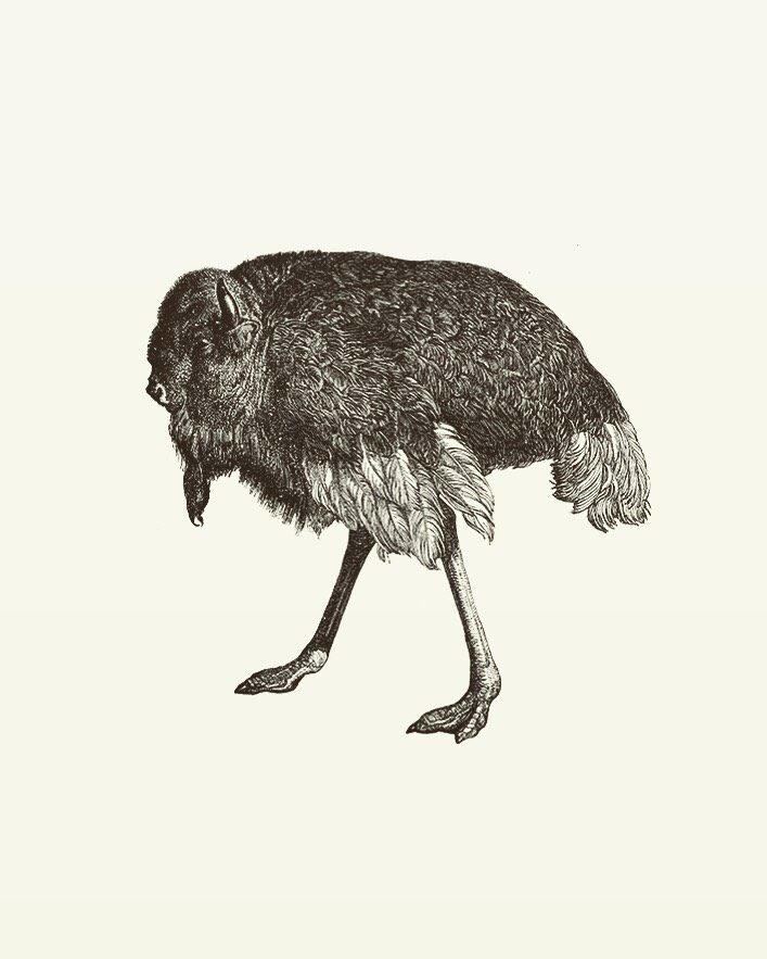 Animal Illustrations wood engraving ostrich bison