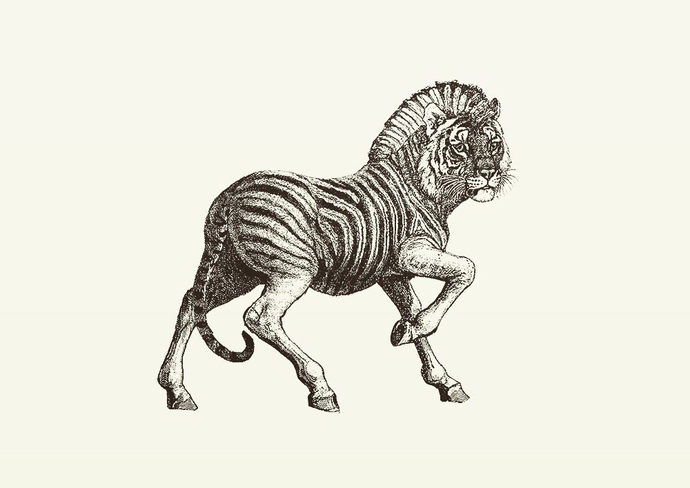 Animal Illustrations wood engraving Zebra-Tiger