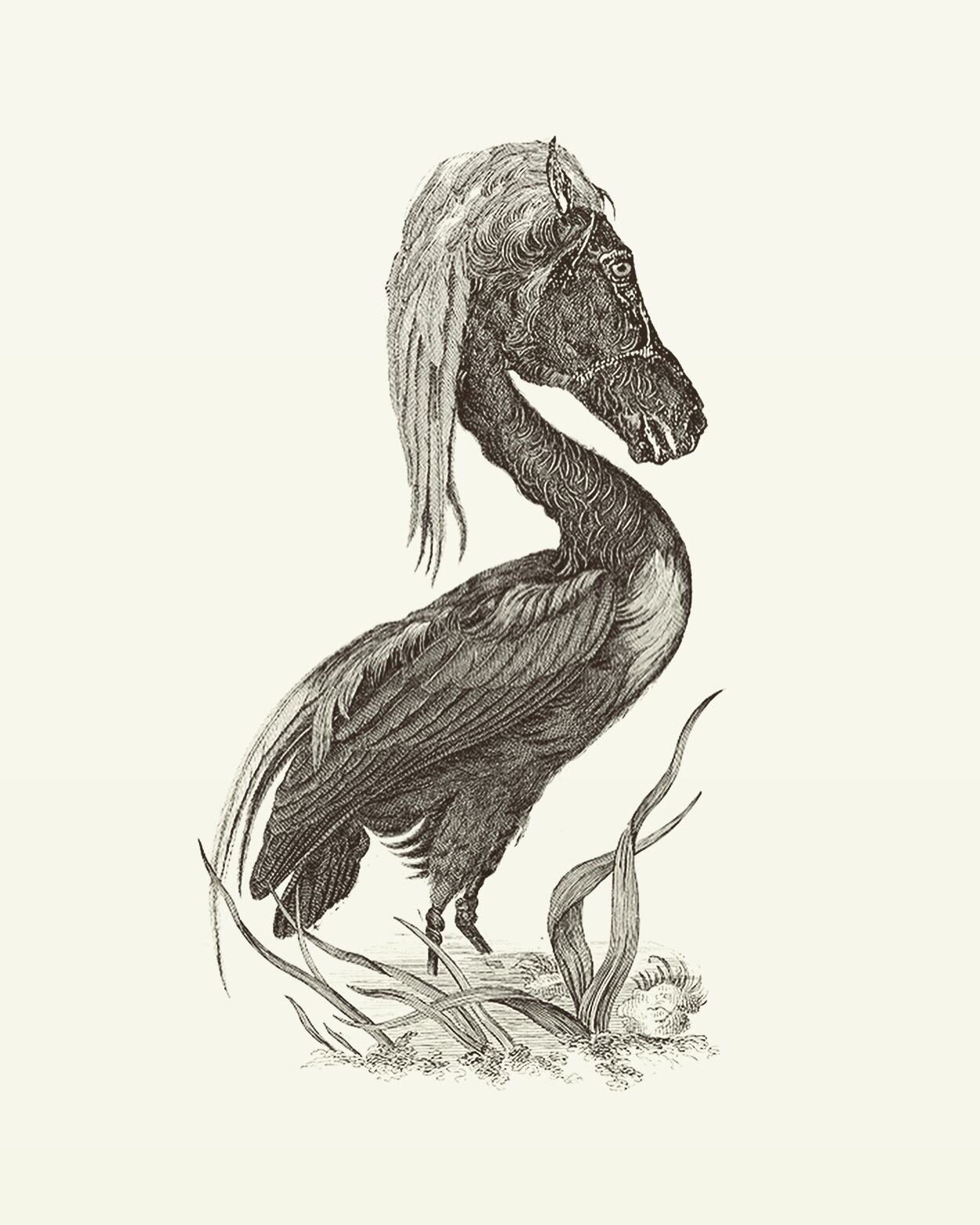 Animal Illustrations wood, heron, horse engraving