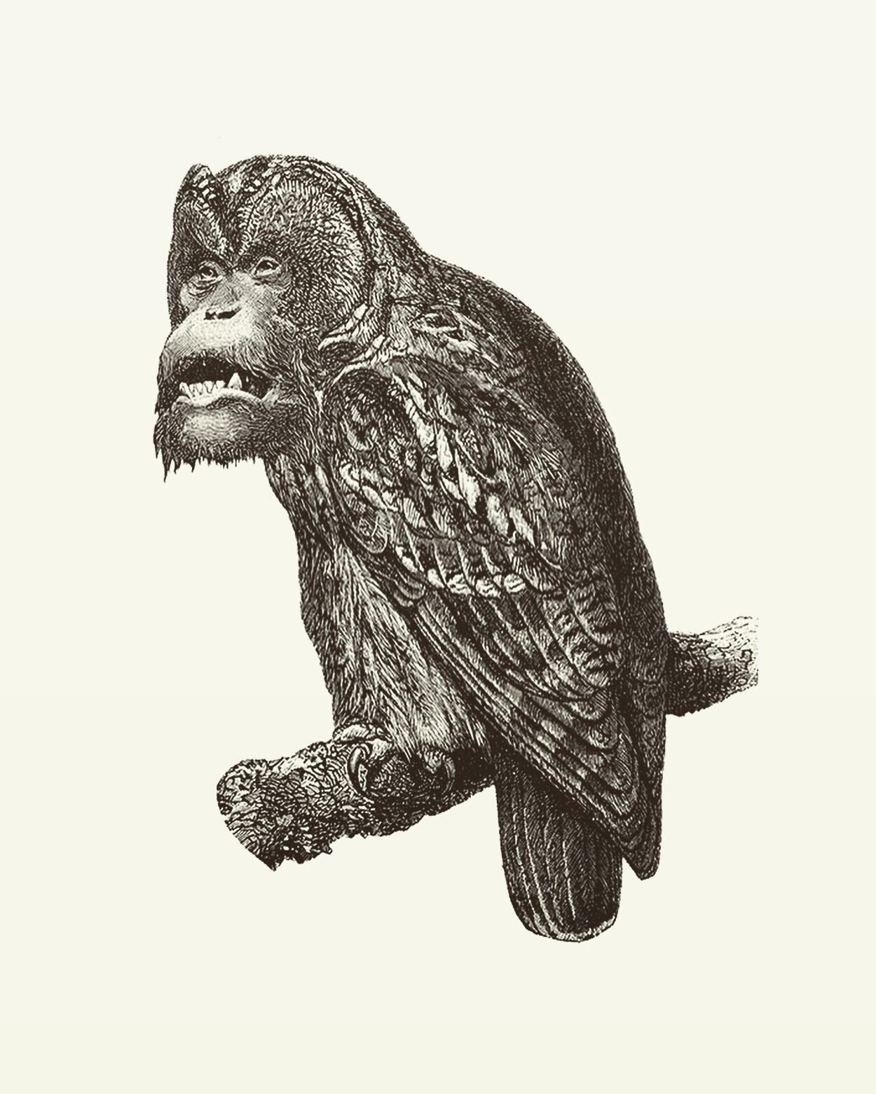 Animal Illustrations wood engraving