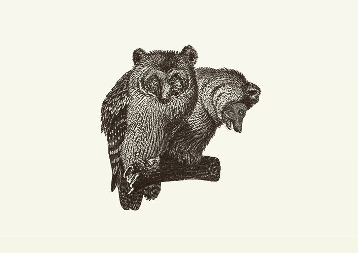 Animal Illustrations wood engraving, owl, bear