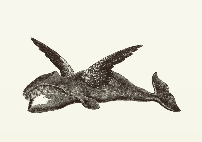 Animal Illustrations wood engraving, eagle, whale