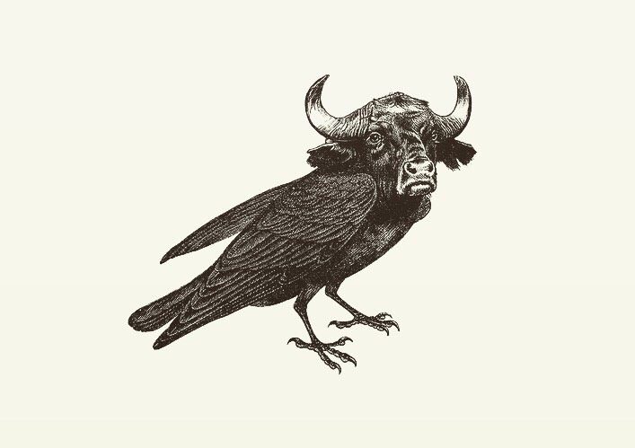 Animal Illustrations wood engraving, water buffalo, crow