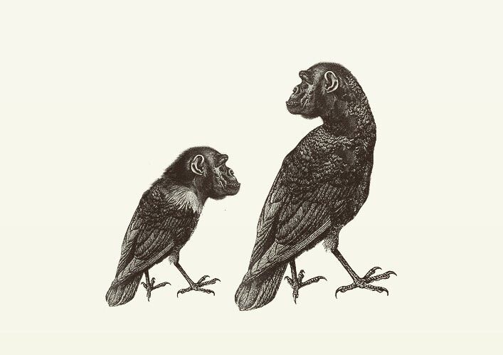 Animal Illustrations wood engraving, chimpanzee, crow