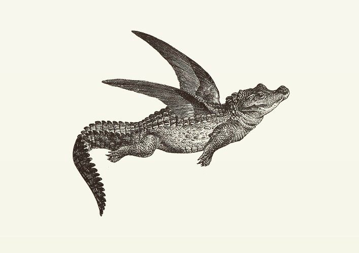 Animal Illustrations wood engraving. bird - crocodile
