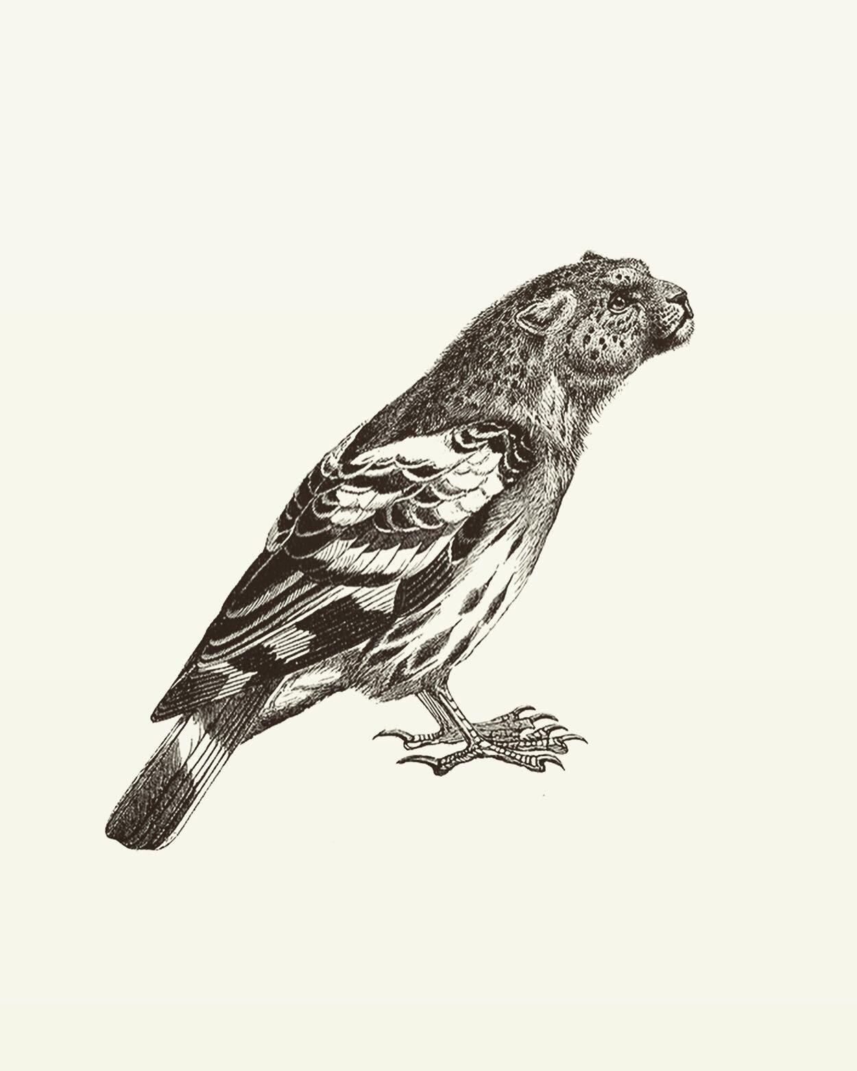 Animal Illustrations wood engraving, leopard, sparrow