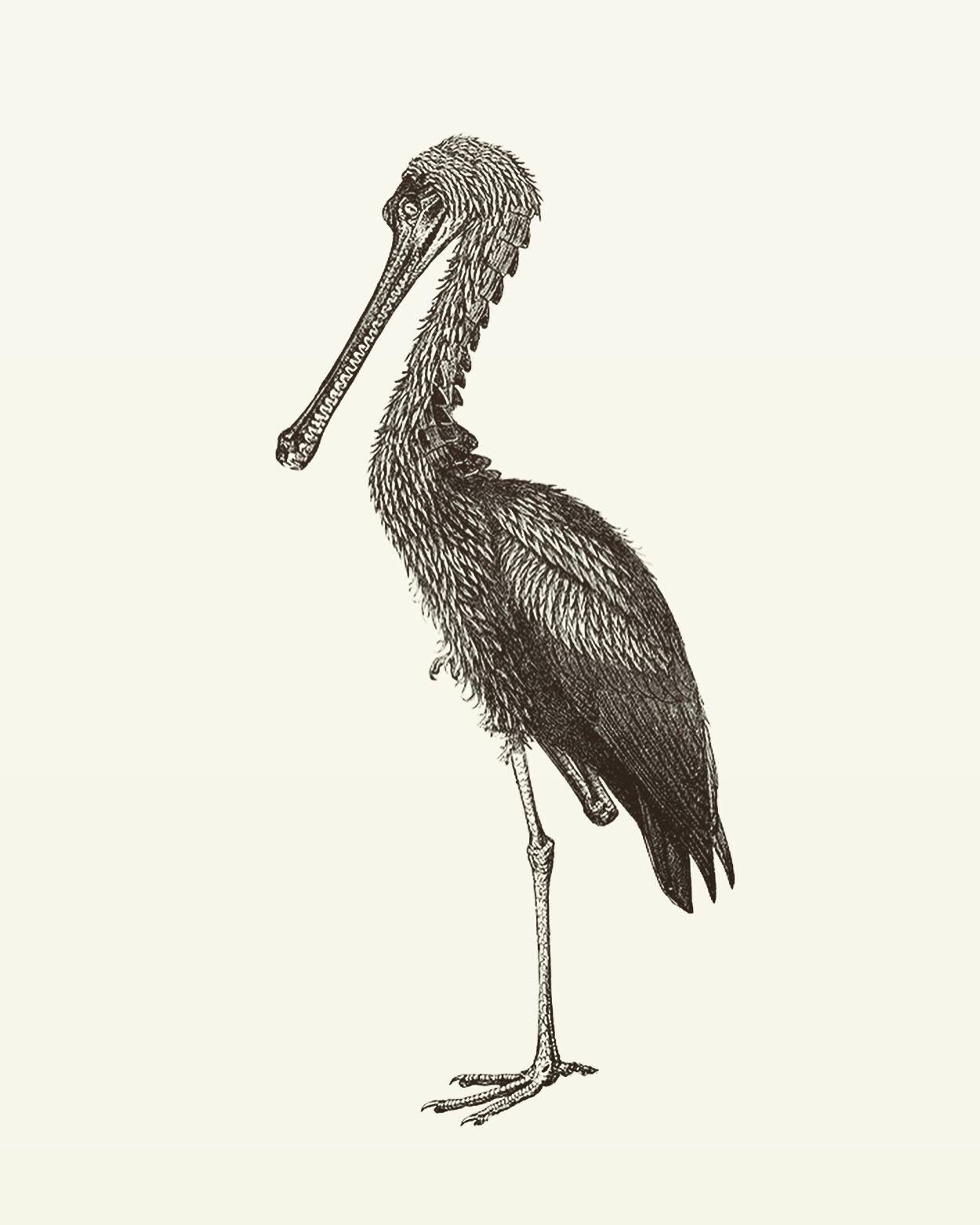 Animal Illustrations wood engraving, stork crocodile