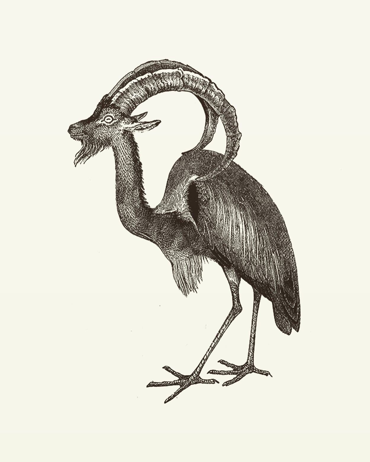 Animal Illustrations wood engraving, heron, mountain goat