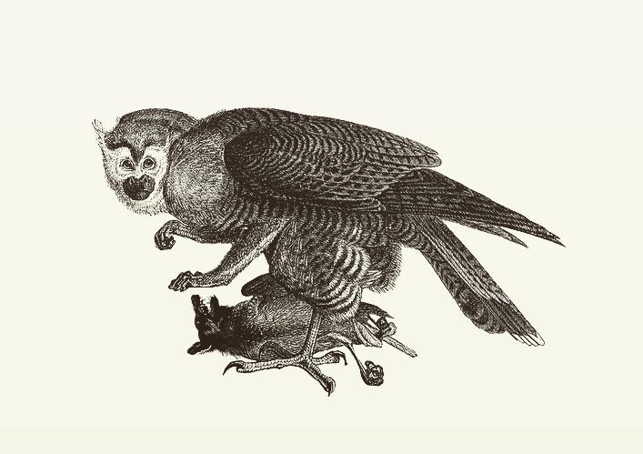 Animal Illustrations wood engraving- falcon - monkey