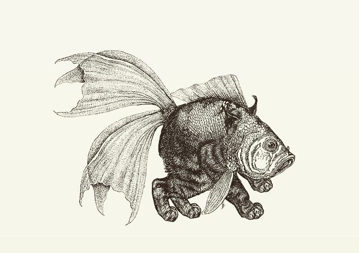 Animal Illustrations wood engraving, cat, lynx, fish