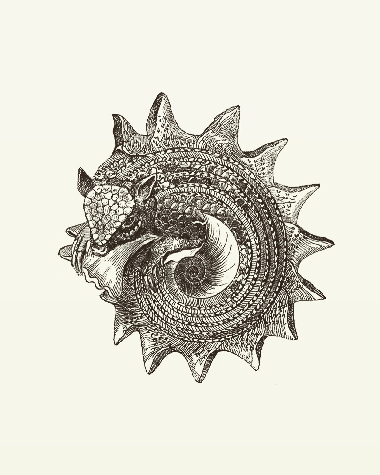 Animal Illustrations, wood engraving, snail, armadillo