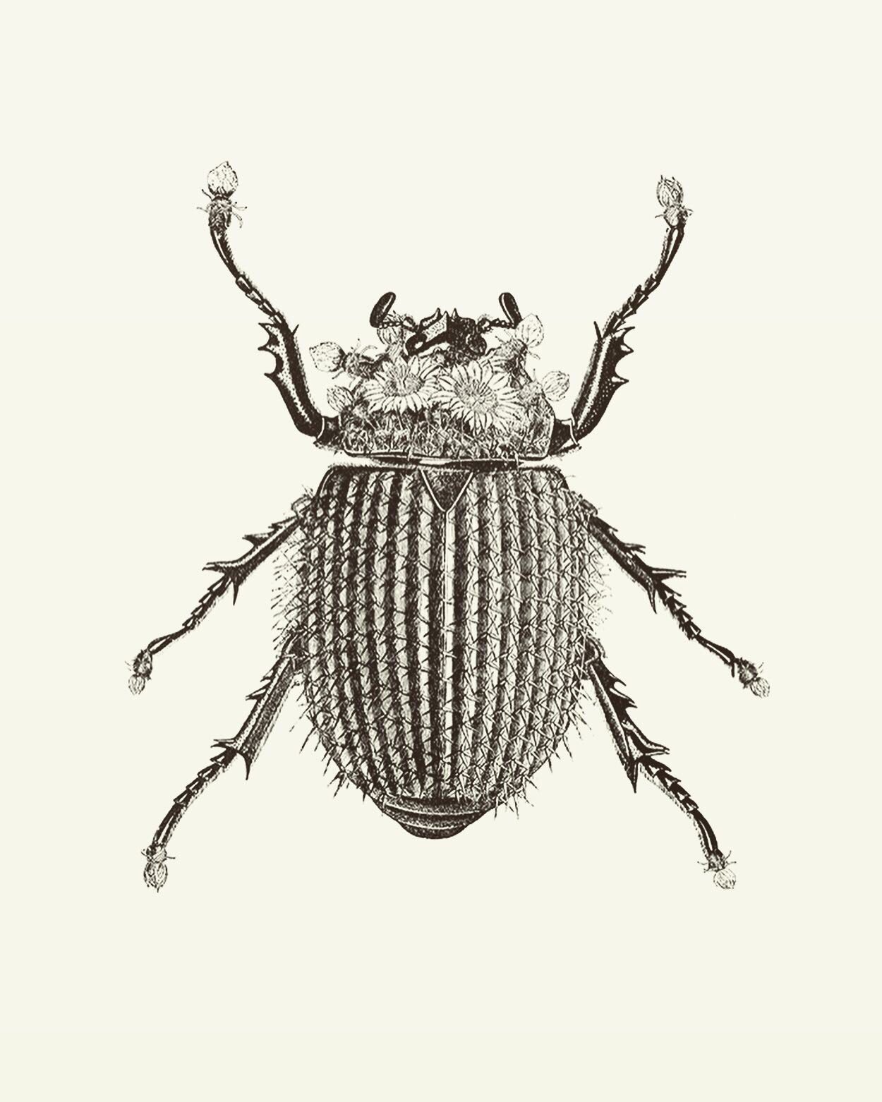 Animal Illustrations, wood engraving, Kaktuskäfer