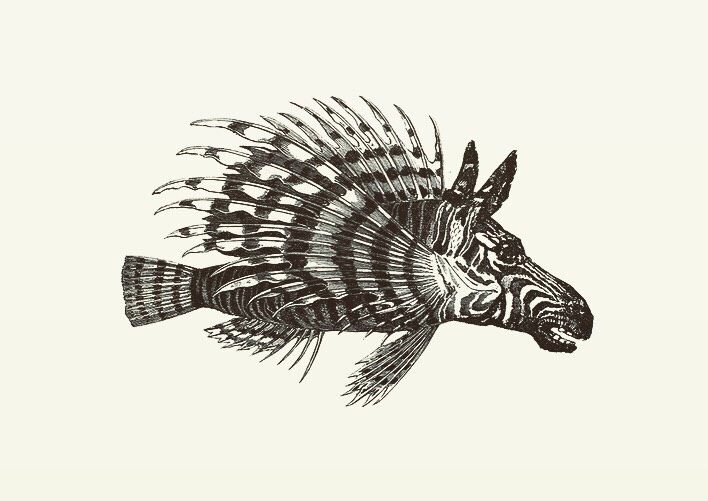 Animal Illustrations, wood engraving, zebra, lion fish