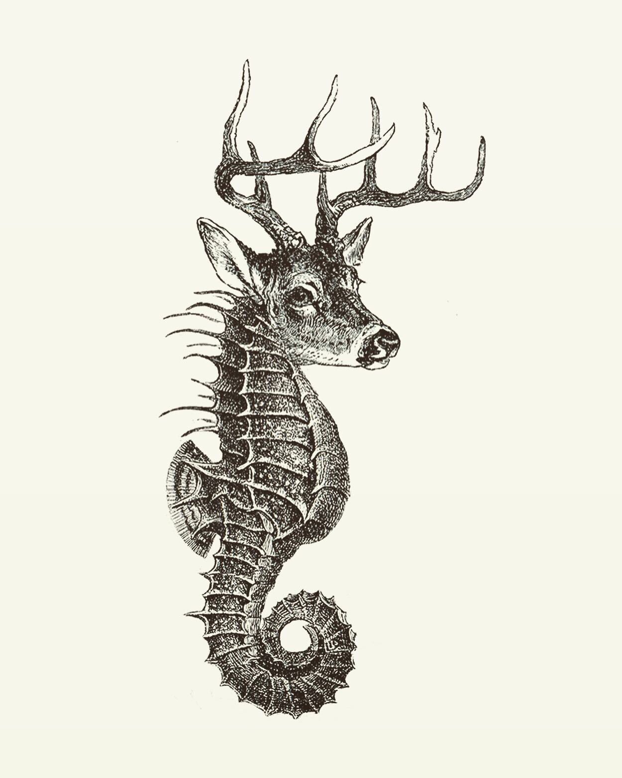 Animal Illustrations wood engraving deer seahorse