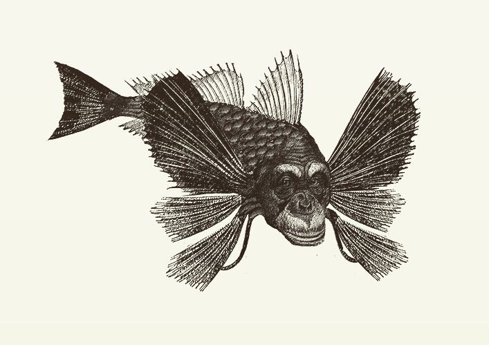 Animal Illustrations wood engraving, chimpanzee fish