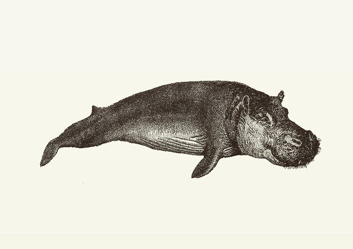 Animal Illustrations wood engraving, whale, hippopotamus