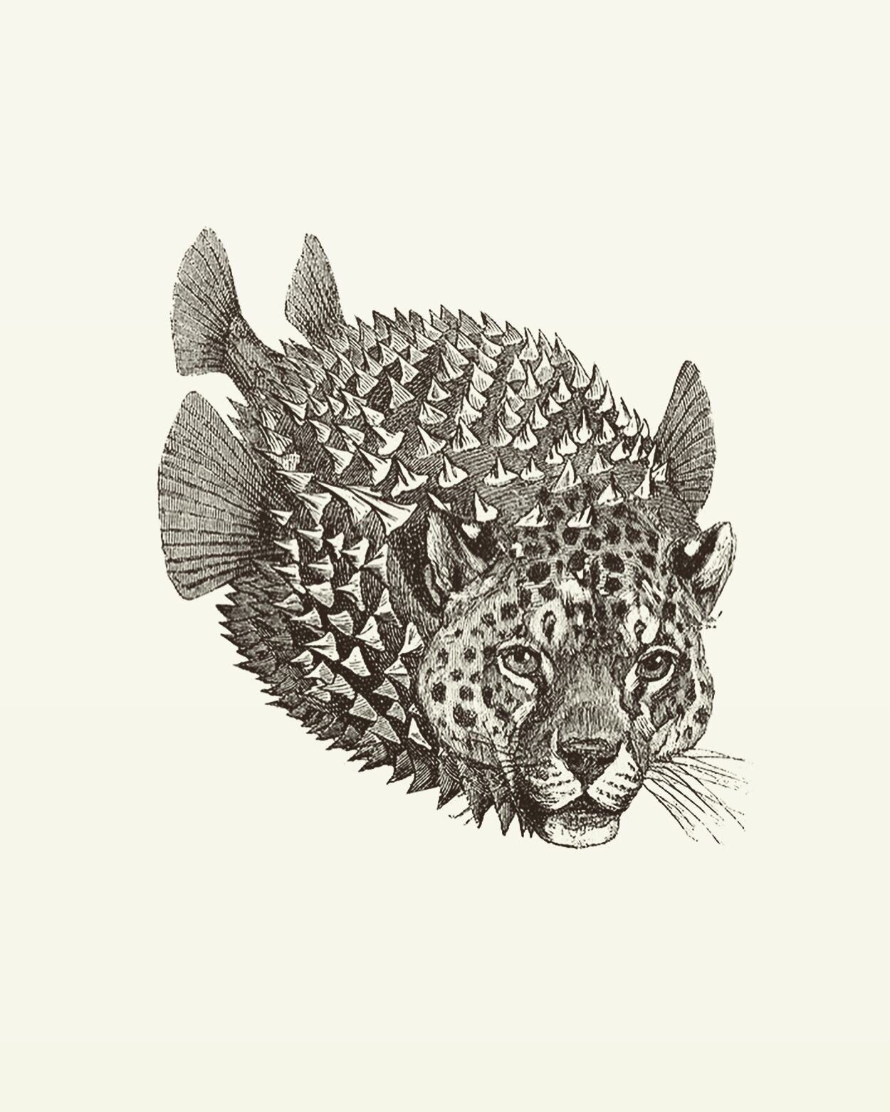 Animal Illustrations, wood engraving, jaguar, puffer fish