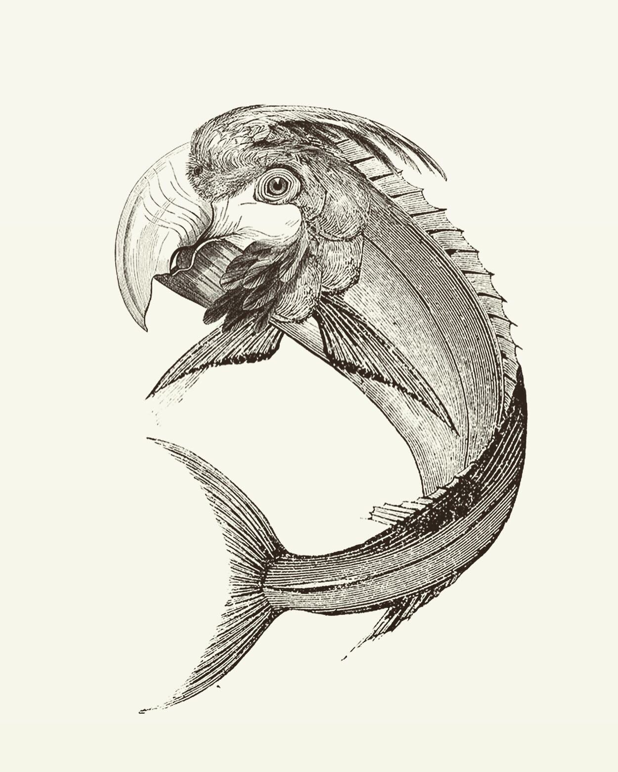 Animal Illustrations wood engraving, parrot fish