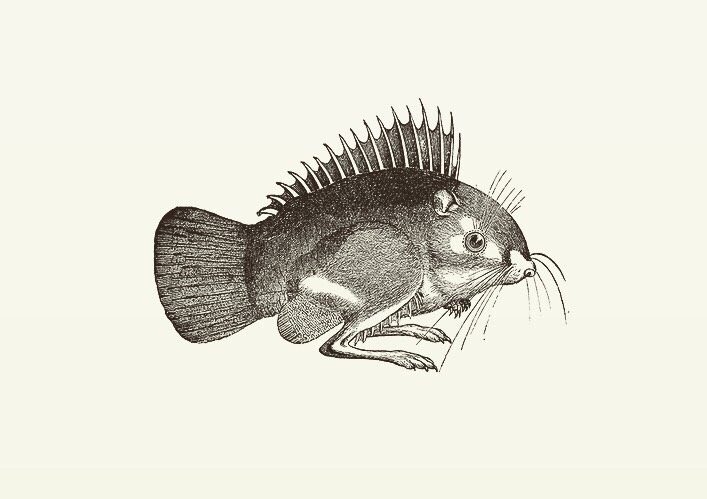 Animal Illustrations wood engraving, fish, kangaroo mouse