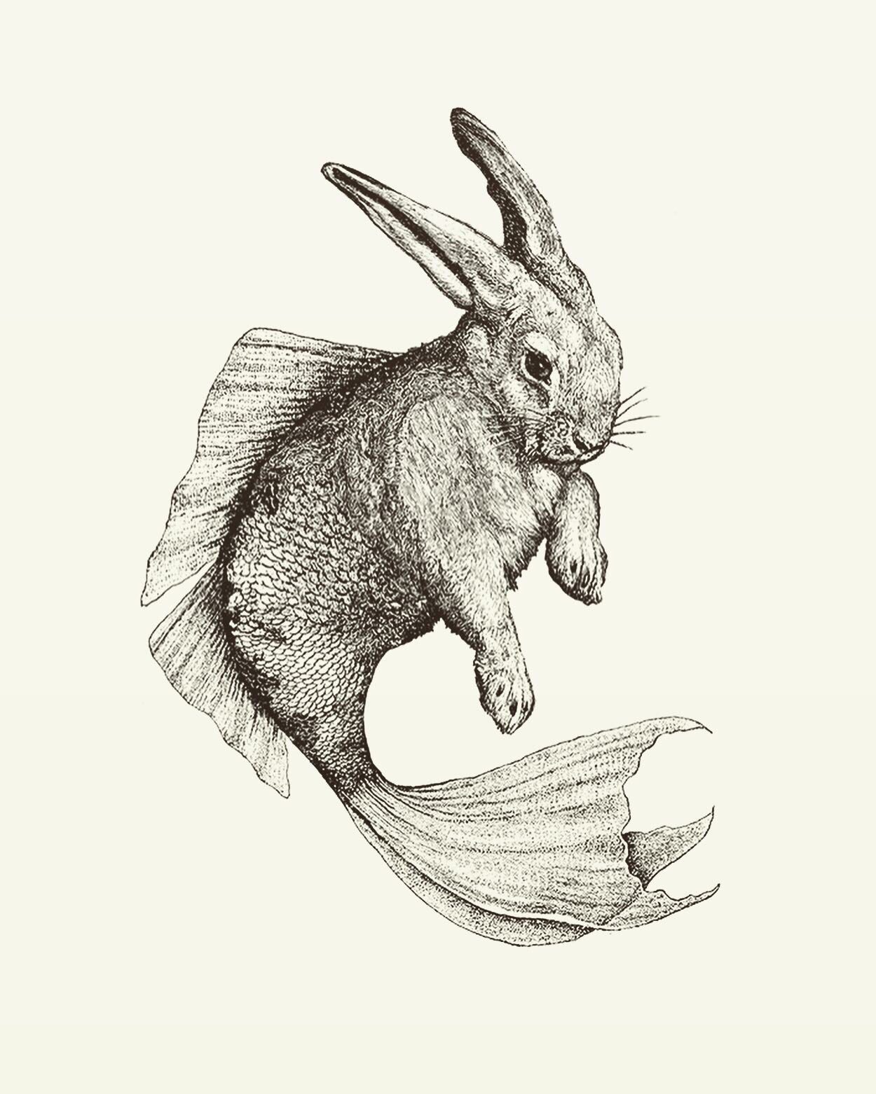 Animal Illustrations wood engraving, sea rabbit