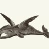 Wal - Vogel II